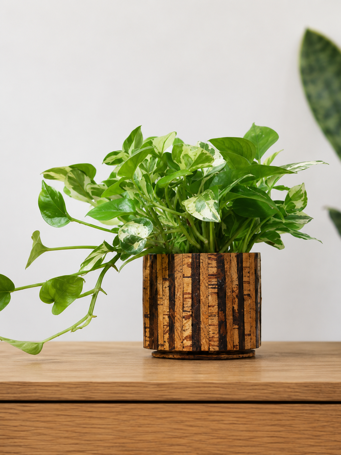 Cork Planter Striped