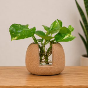 Cork Oval Test Tube Planter